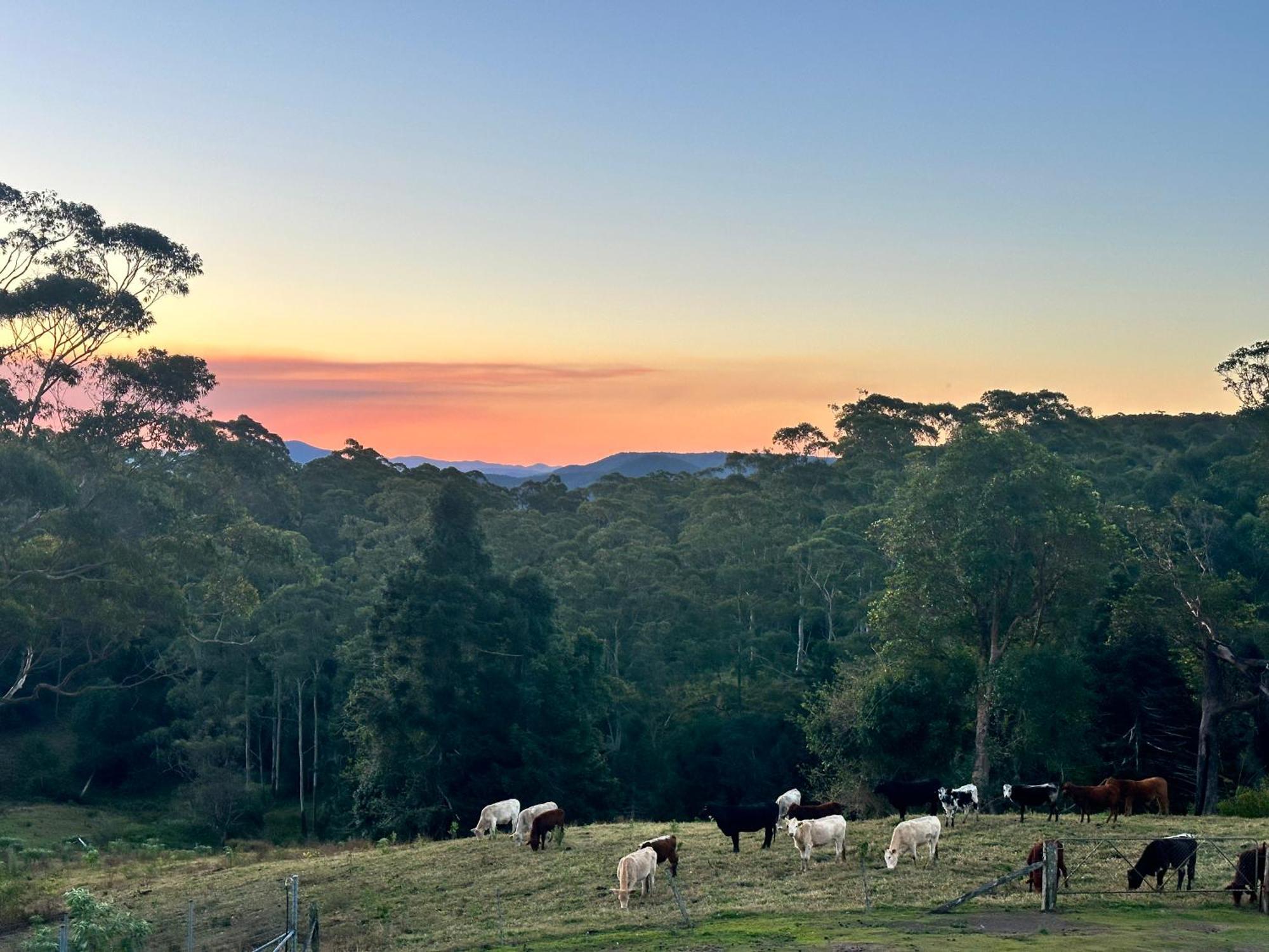 Whispering Valley Cottage Retreat Maleny Dış mekan fotoğraf