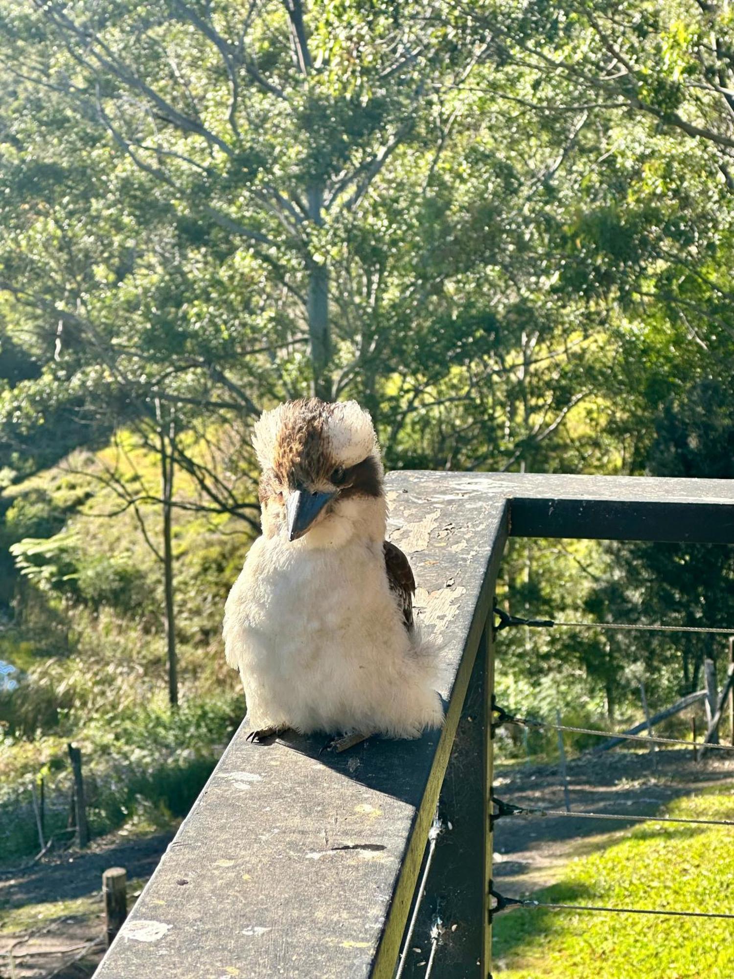 Whispering Valley Cottage Retreat Maleny Dış mekan fotoğraf
